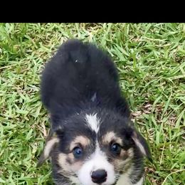 Max - Black and tan male Pembroke Welsh Corgi puppy in Fall Branch, Tennessee from Robyn Jones' Pembroke Welsh Corgis & American Corgis