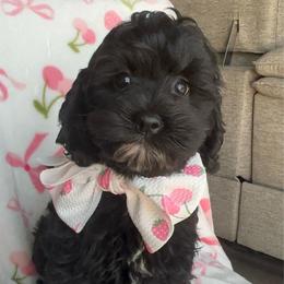 Layla - Black female Cockapoo puppy in Tampa, Florida from Designer Puppy Boutique