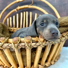 Dachshund Puppies from Harrison Farm