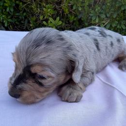 Boy 2 - Dapple male Dachshund puppy in Hanford, California from Cooper Gals Doxies