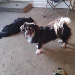 Tibetan Spaniel All Grown Up from Bandor Tibetans