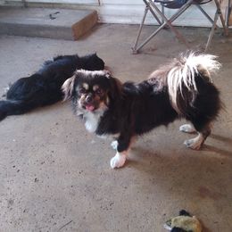 Tibetan Spaniel All Grown Up from Bandor Tibetans