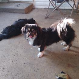 Tibetan Spaniel All Grown Up from Bandor Tibetans
