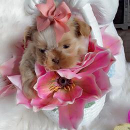 Winter - Cream and white female Shih Tzu puppy in San Tan Valley, Arizona from Pretty Paws Shih Tzu's