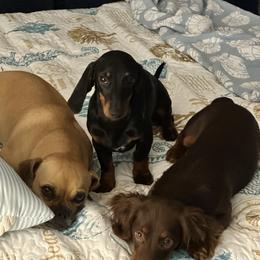 Dachshund Puppies from Johnson’s Weiner Farm