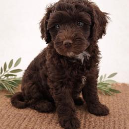 Red - Brown and white male Aussiedoodle puppy in Byron, Georgia from Southern Olive Doodles 🫒