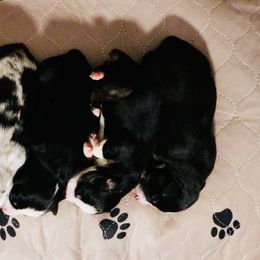 Miniature Australian Shepherd Puppies from Broken T Australian Shepherds