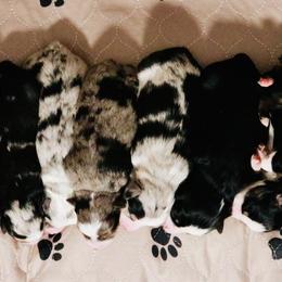 Miniature Australian Shepherd Puppies from Broken T Australian Shepherds