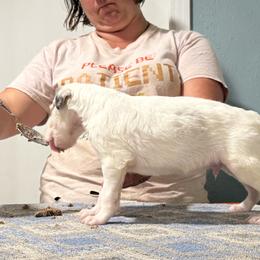Boy 2 - White male Borzoi puppy in Marysville, California from Justart Borzoi