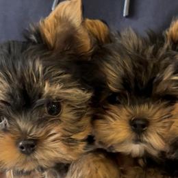 Yorkshire Terriers from Yorkiepupsntcups