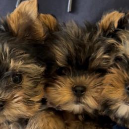 Yorkshire Terriers from Yorkiepupsntcups