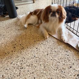 Gentry - Red and white male Japanese Chin puppy in Sandstone, Minnesota from Peaceful Garden Cavaliers