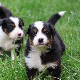 Spicy - Black tri female Miniature American Shepherd puppy in Central Islip, New York from Fifth Avenue Australian Shepherds