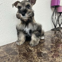 Huckleberry - Salt and pepper male Miniature Schnauzer puppy in San Antonio, Texas from Texas Blessed Schnauzers
