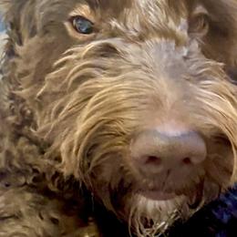Goldendoodles from Castaway Doodles