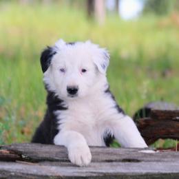 Iggy - Black and white male Border Collie puppy in Custer, South Dakota from Pinpoint Border Collies