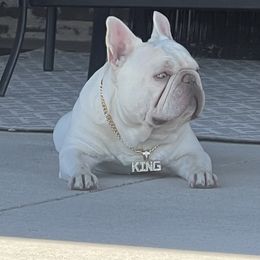 KING CASANOVA - White male French Bulldog puppy in Blue Ridge, Texas from Beason’s HomeGrown Frenchies