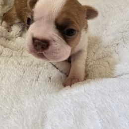 Precious - Red female Boston Terrier puppy in Walhalla, South Carolina from Dixies  southern  bostons