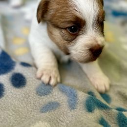 German Shorthaired Pointer and Russell Terrier Puppies from Charnobragan Acres