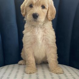 Australian Labradoodle Puppies from Kings Labradoodles