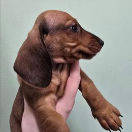 Spock - Red male Dachshund puppy in Windom, Minnesota from Wyrmhund Dachshunds