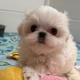 Frost - White male Maltese puppy in Newport Beach, California from Exotic City Pomeranians and chihuahuas