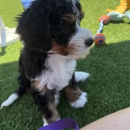 Bernedoodle and Goldendoodle All Grown Up from Dainty Doodle Dogs