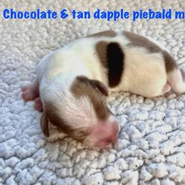 Boy 1 - Dapple male Dachshund puppy in Hollidaysburg, Pennsylvania from Weenie Bros