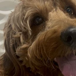 Goldendoodles from DFW Doodles