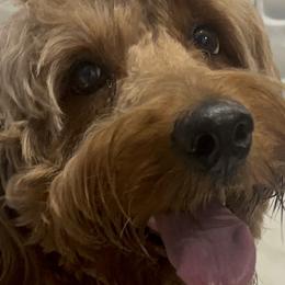 Goldendoodles from DFW Doodles