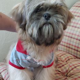 Shih Tzu Puppies from Shantii's Shih Tzu's