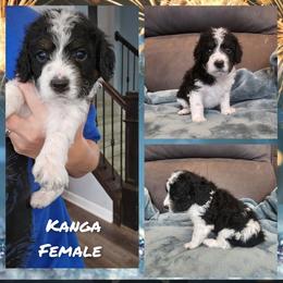 Kanga - Black white and tan female Cockapoo puppy in Zanesville, Ohio from Oodles of Doodles & Poos