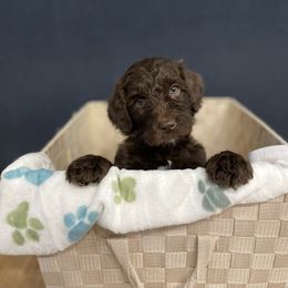 Cameron - Chocolate male Australian Labradoodle puppy in Broomfield, Colorado from Colorado Labradoodle