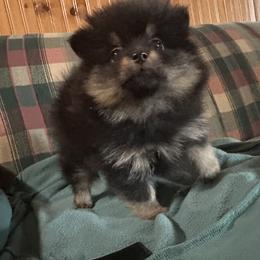 Pomeranian Puppies from Tiny Paw Pomeranians