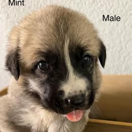 Mint - Biscuit and white male Anatolian Shepherd Dog puppy in Winter Haven, Florida from Karen's Anatolian Shepherd Dogs