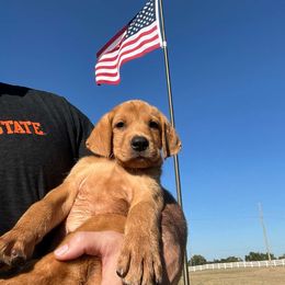 White - Yellow Labrador Retriever puppy in Tabernacle, New Jersey from Glenn Farm Retrievers