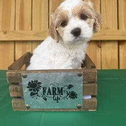 Daphne - Red and white female Cockapoo puppy in Connersville, Indiana from MoonShine Babies