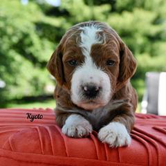 Bernedoodle and Irish Doodle Puppies from Willow-Be Doodles