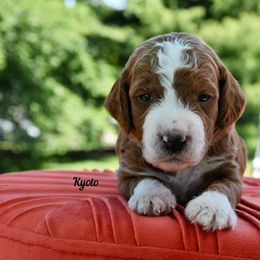 Bernedoodle and Irish Doodle Puppies from Willow-Be Doodles