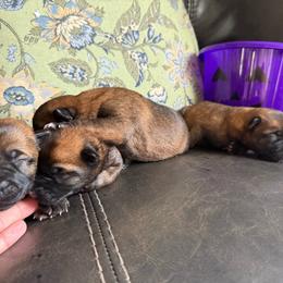 Female 4 - Mahogany female Belgian Malinois puppy in Denver, Colorado from Morales Kennels