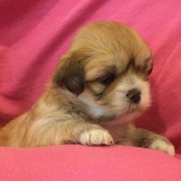 Robin - Red gold female Lhasa Apso puppy in Albany, Georgia from Clark's Lhasas