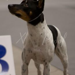 Rat Terrier Puppies from Buzablu Rat Terriers