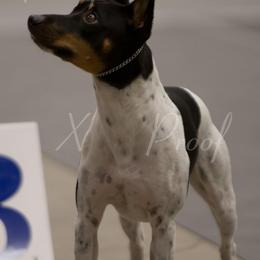 Rat Terrier Puppies from Buzablu Rat Terriers