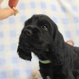 Green Collar Black Boy - Black male English Cocker Spaniel puppy in Roseburg, Oregon from Coco Kennel