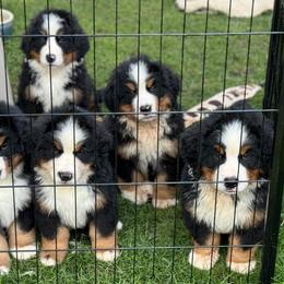 Boy 2 - Bernese Mountain Dog puppy from Cameo