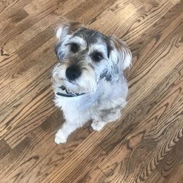 Schnoodle Puppies from RR Schnoodles