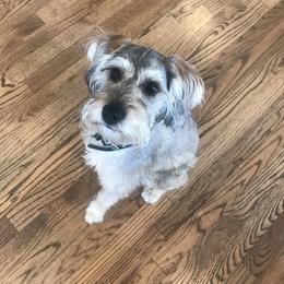 Schnoodle Puppies from RR Schnoodles