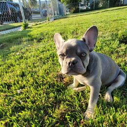 Sprout - Tricolors French Bulldog puppy in Rialto, California from RPA