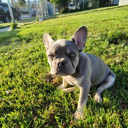 Sprout - Tricolors French Bulldog puppy in Rialto, California from RPA
