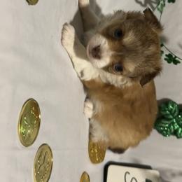 Romeo - Chocolate sabled fawn male Chihuahua puppy in Austin, Indiana from Dog Bones N Harmony